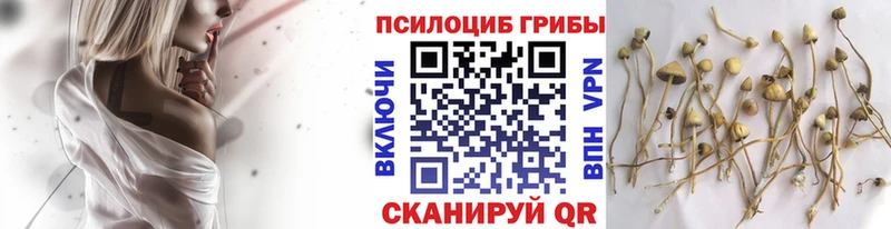 дарк нет состав Шацк Галлюциногенные грибы мицелий